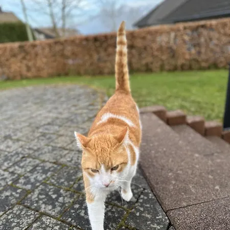 Vennoase شقة مونشاو