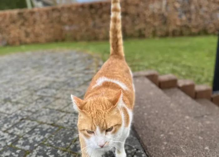 Vennoase Apartament Monschau